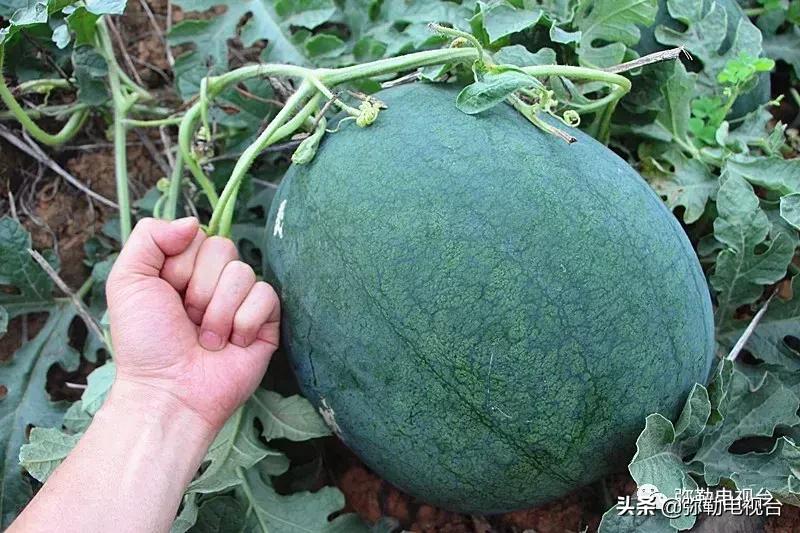 弥勒千亩西瓜熟了!黄心瓜、红心瓜、小香瓜…你喜欢哪种?