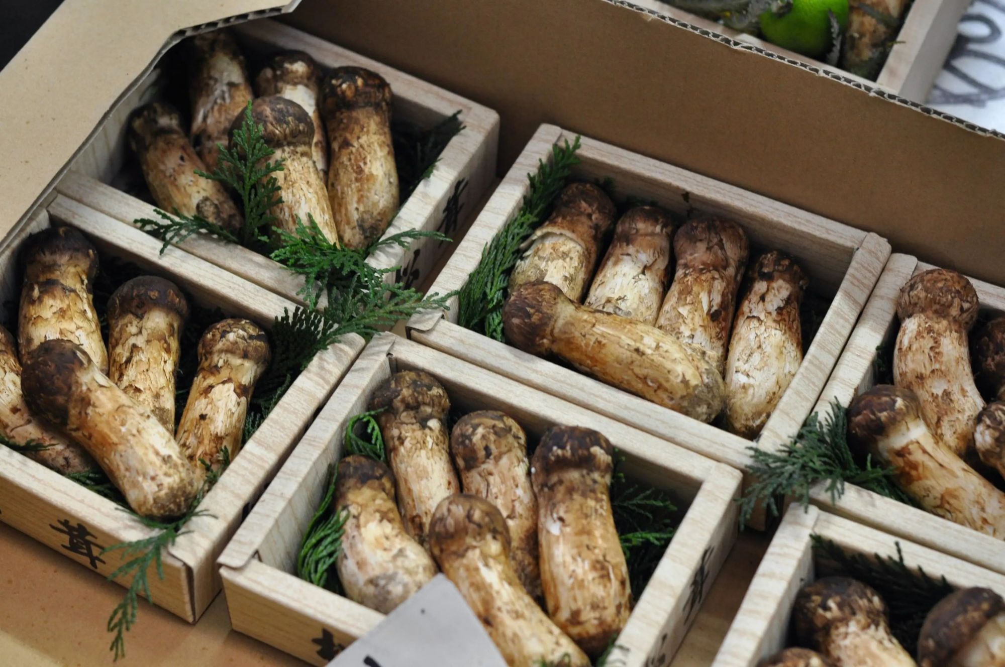 松茸最好吃的是哪种,松茸个头越大越好吗