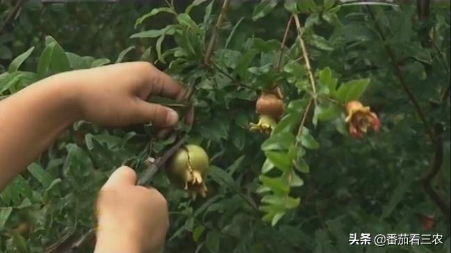 石榴防开裂套袋,石榴疏果技术