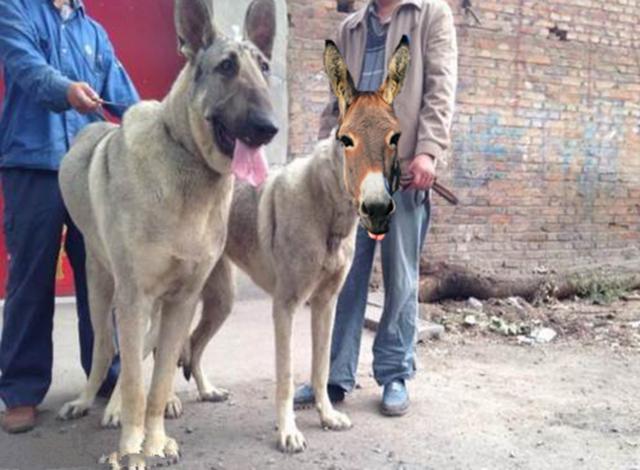 狼犬的故事,狼犬一般有多高