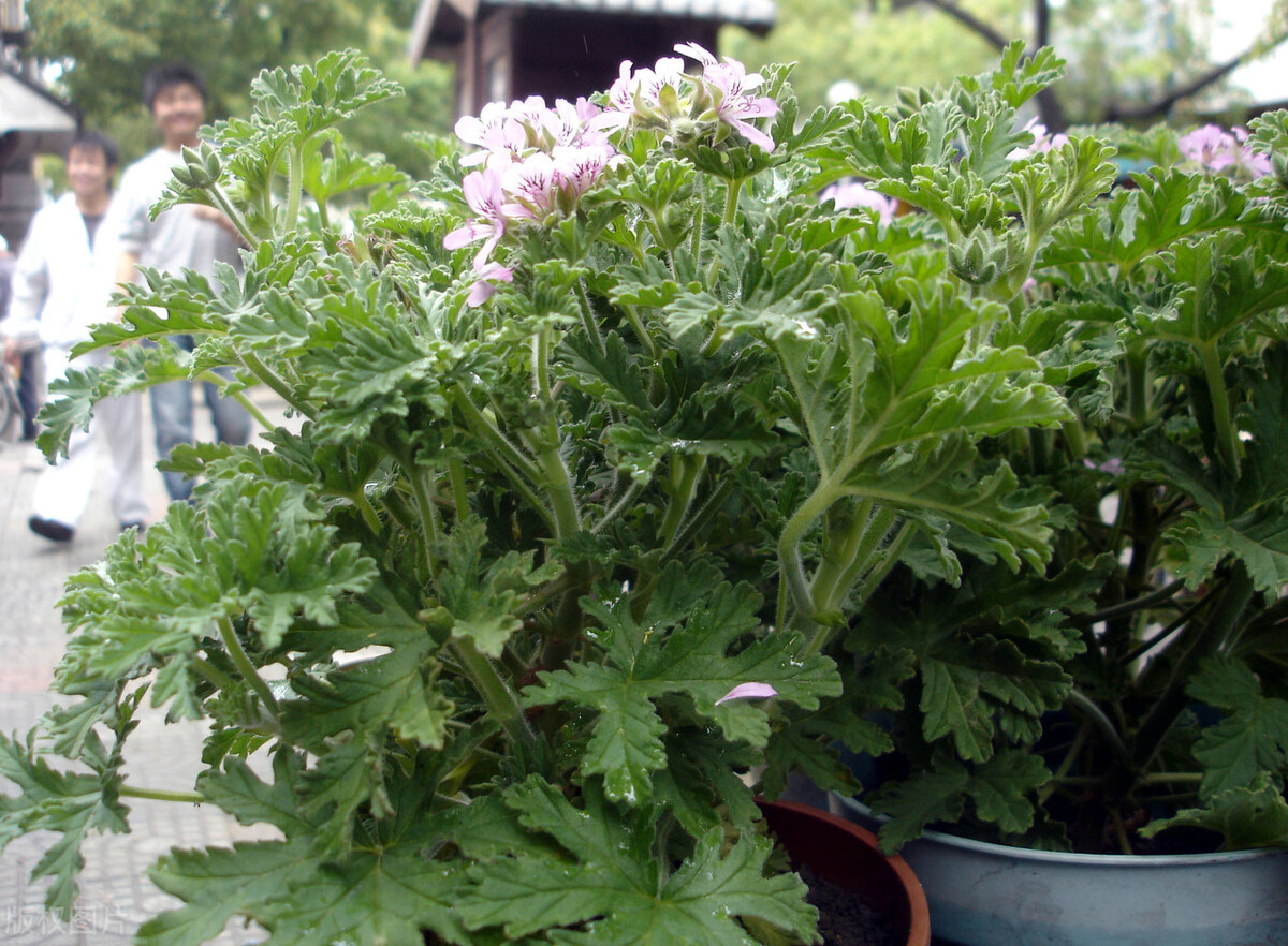 驱赶蚊虫最好养的植物,家里蚊子太多防蚊虫的花草