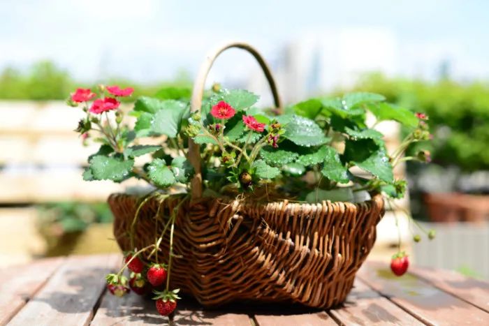 红花草莓托斯卡纳,红花草莓和白花草莓哪个好