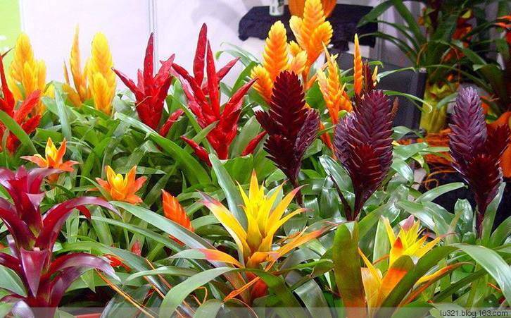 水塔花的养殖方法施什么肥,水塔花的养殖方法和注意事项