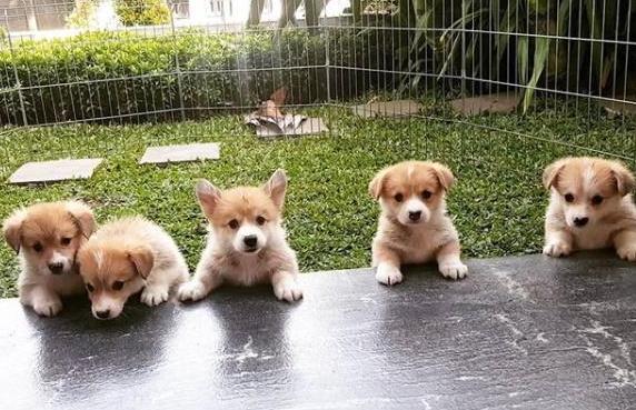 狗狗“发情”如何鉴定？这几点主人要知道