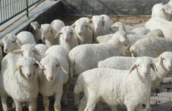 羊患布氏杆菌病症状和治疗,羊布鲁氏杆菌病原因及防治措施