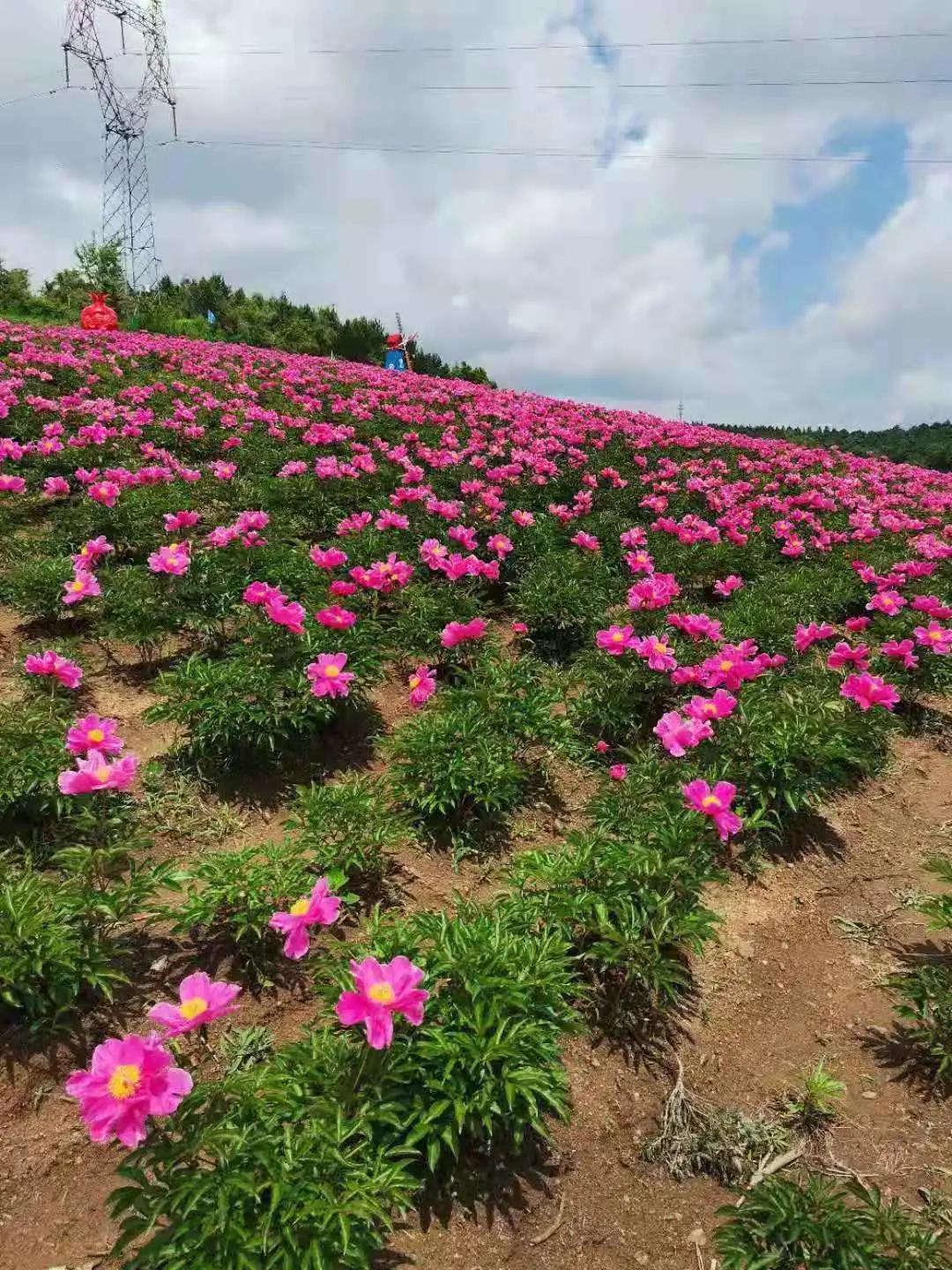 真香预警!300亩花海盛放,烤全羊十里飘香!