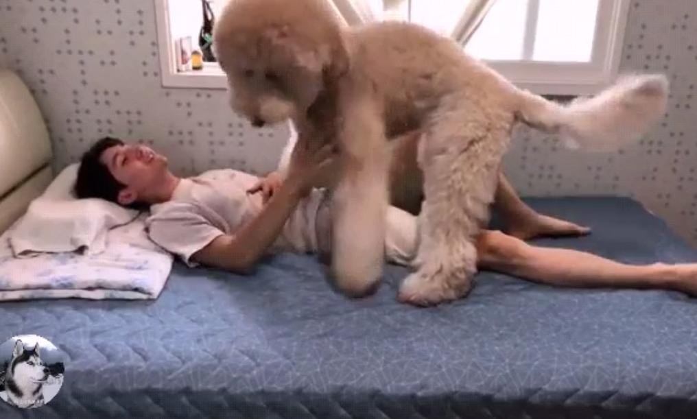 捡到一只泰迪不吃狗粮,捡到小泰迪生病了