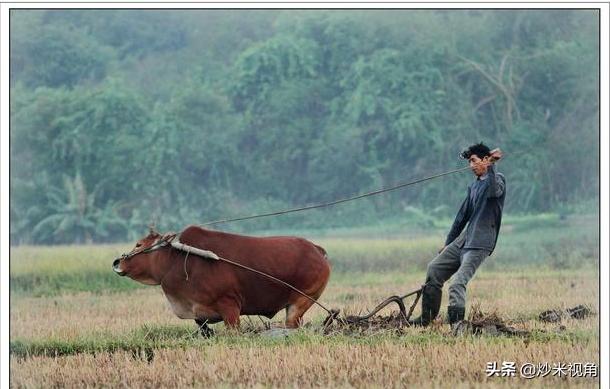 民国初期一块大洋等于多少法币,民国三块大洋相当于人民币多少钱