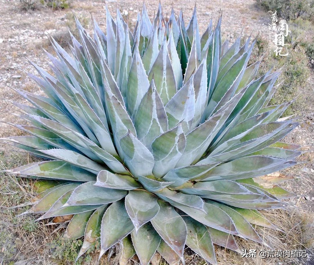 极品龙舌兰,精品龙舌兰欣赏