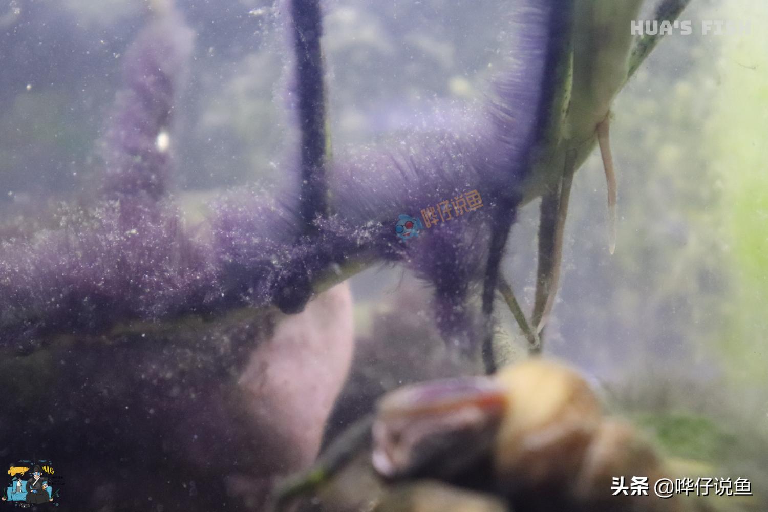 如何防止鱼缸出现黑毛藻,鱼缸里的黑毛藻是啥原因产生的