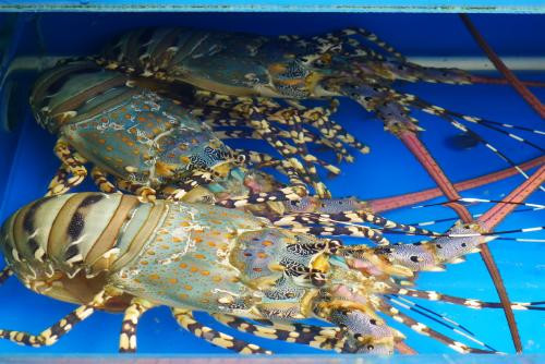 厦门青龙虾海鲜价格,厦门好吃的龙虾排行榜