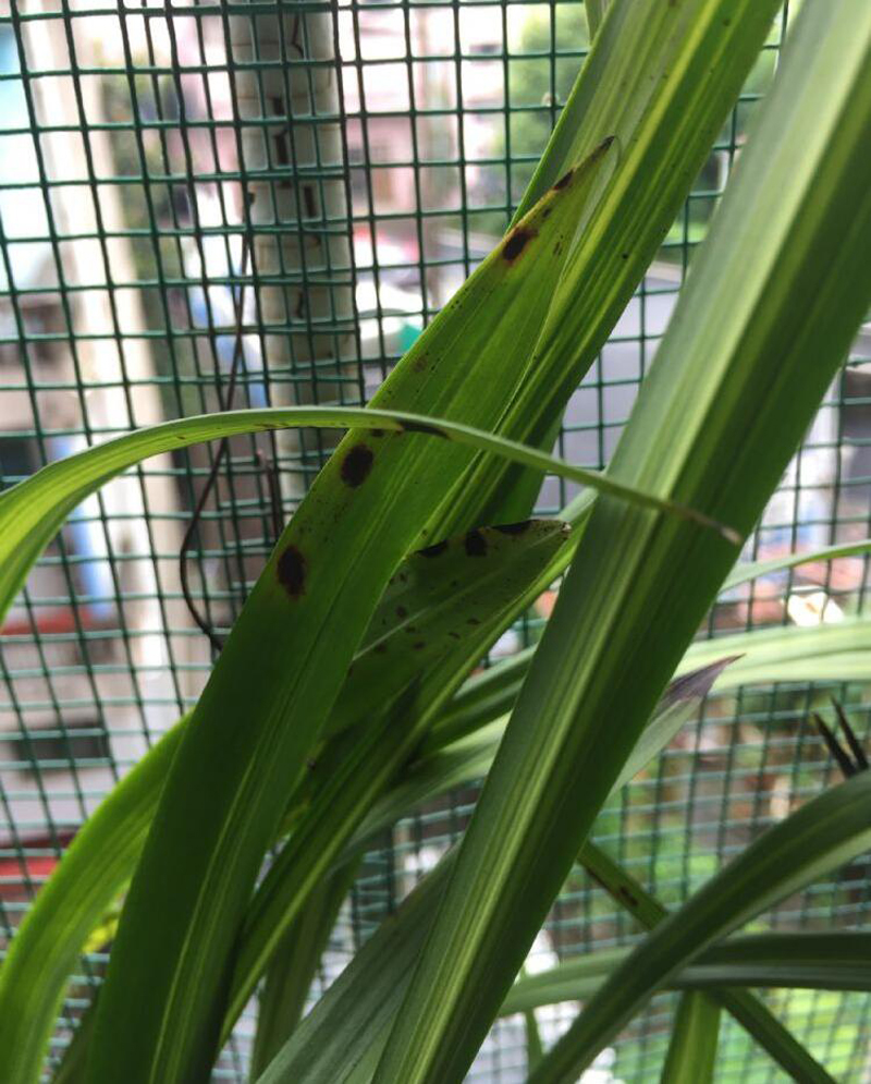 兰花新叶发黑怎么回事,兰花叶片发黄的原因和处理方法