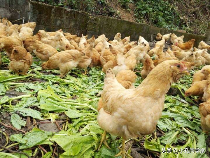 2021年什么养殖业好,农村2021年养殖什么前景最好