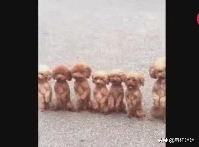 泰迪被迫训练视频,泰迪被训练成一直站着