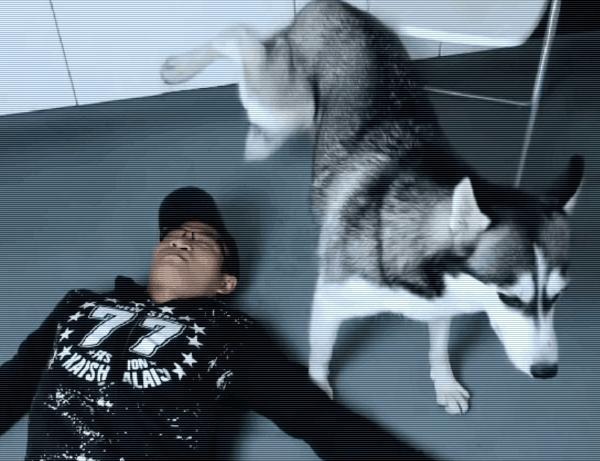 主人测试晕倒后哈士奇的反应,主人假装晕倒测试狗狗哈士奇