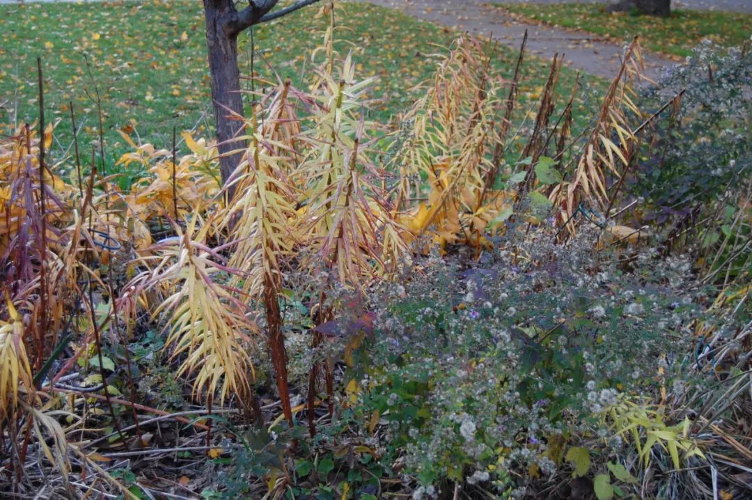 冬盆栽百合的养殖方法和注意事项,百合怎么种避免烂球