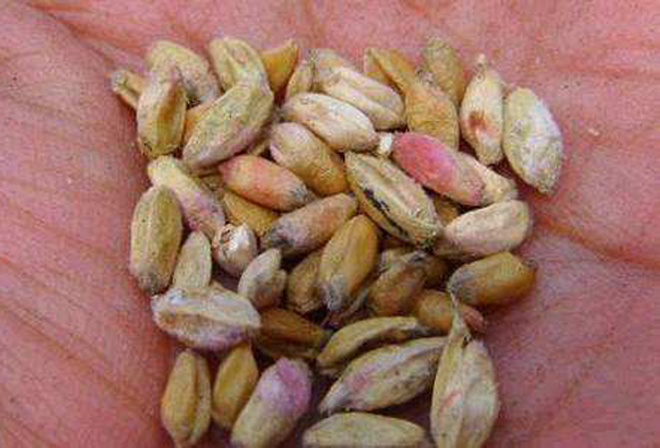 怎样预防小麦条锈病和赤霉病,小麦赤霉病边抽穗边扬花怎样预防