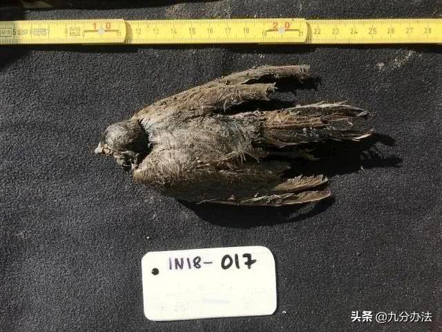 珠峰脚下长草,珠峰长草视频