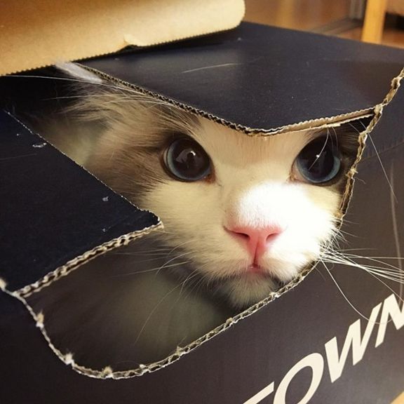 宠物心力衰竭什么原因,宠物肺心病怎么办