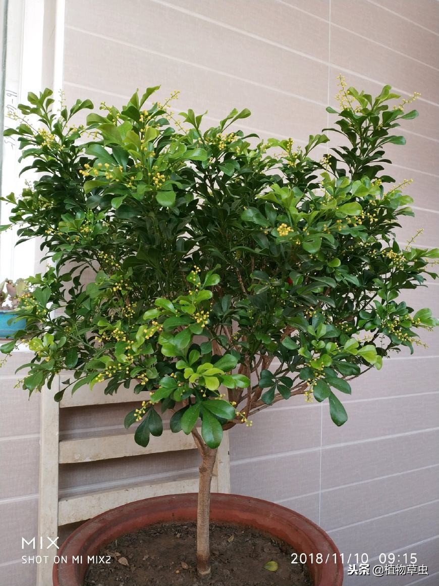 冬季米兰花怎么养护,米兰花的冬季管理与养护