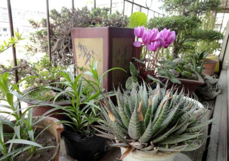 哪些废水可以浇花,生活废水怎么处理后可以浇花