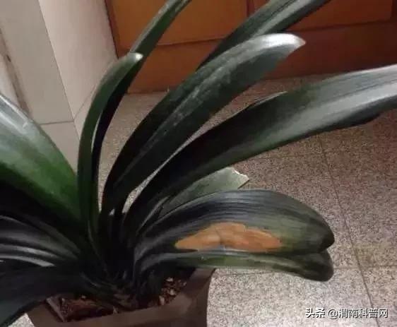 妞嶇墿鍡栧棖闀跨垎鐩嗕笉榛勫彾,鍏绘鐗╀竴涓槦鏈熶笉姝荤殑绉樻柟