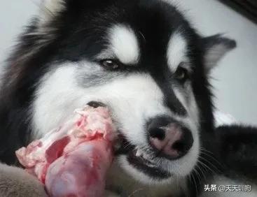 科学养犬四个标准是指哪些,科学养宠攻略狗不能吃什么