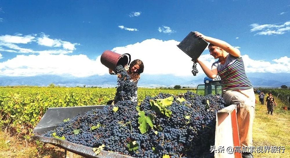 格鲁吉亚红酒怎么来的,格鲁吉亚红酒在当地贵不贵