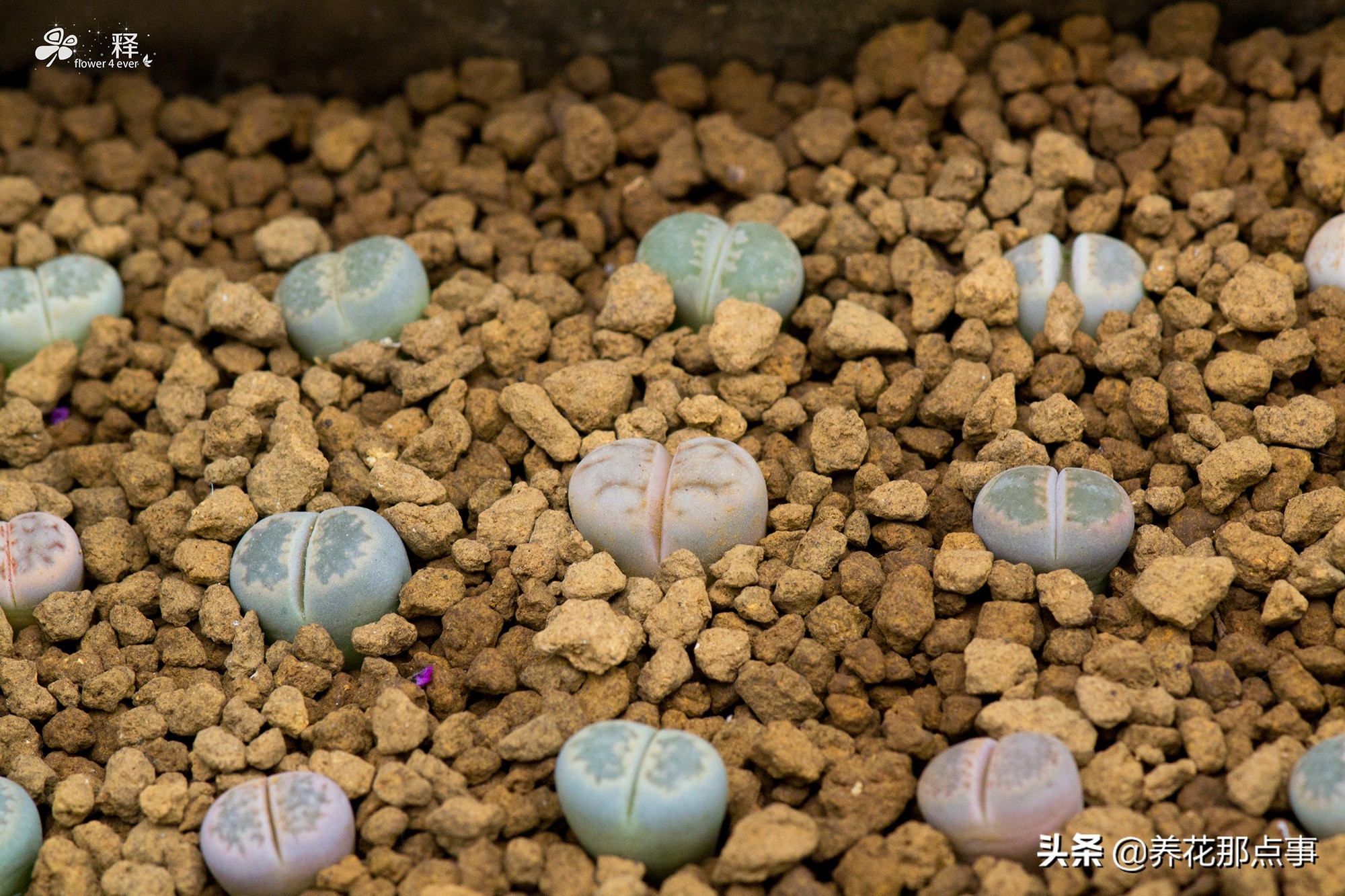 生石花越养越小，几年都不长大，大部分人养生石花浇水都是错误的