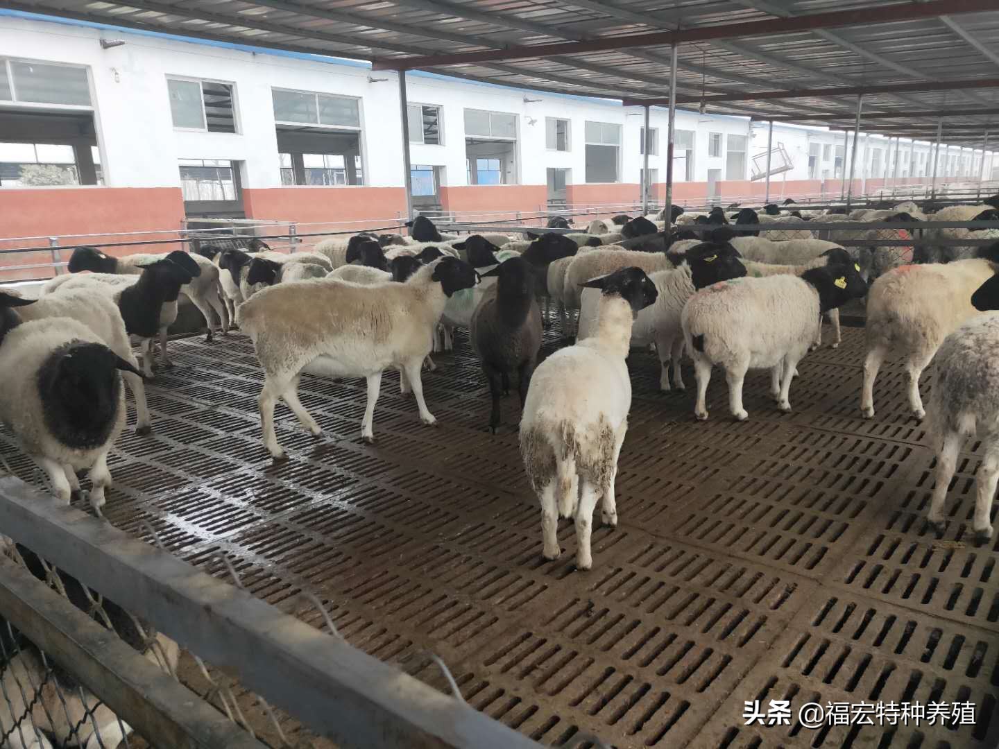 杜泊绵羊母羊现在价格,杜泊绵羊单价