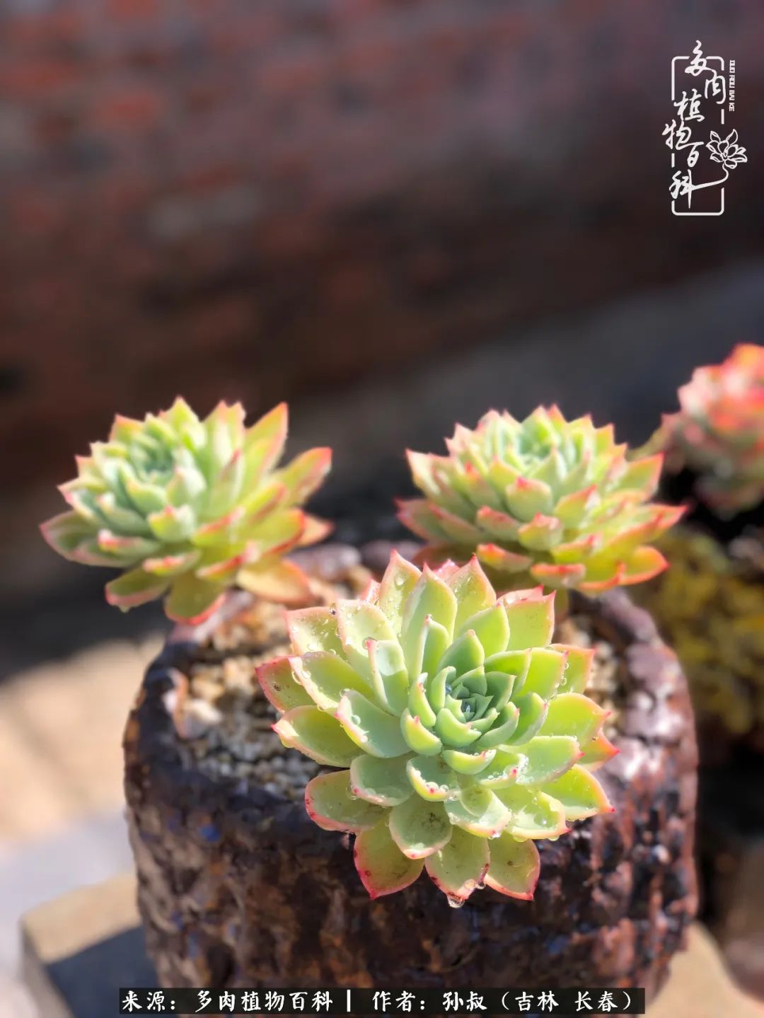 与多肉一起成长,与多肉相伴