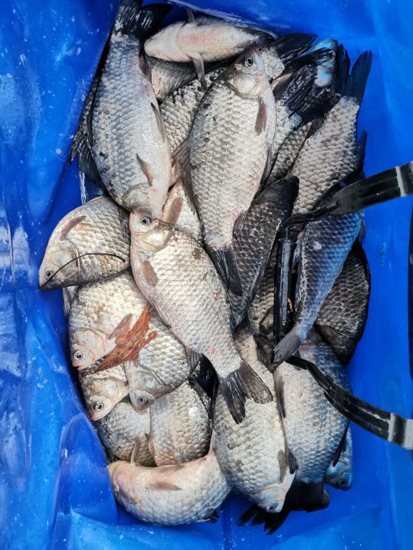 早春钓鲫鱼的最佳方法,早春钓鲫鱼的正确方法