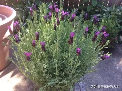 盆栽薰衣草种植方法,薰衣草小盆栽套件种植方法