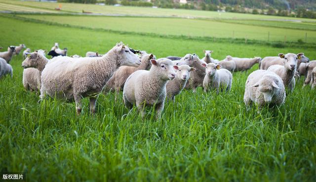 羊如何预防布鲁氏菌病,羊布鲁氏菌病怎么消灭