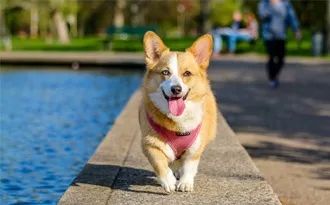 关于dog的英语短语和句子,dog单词学习