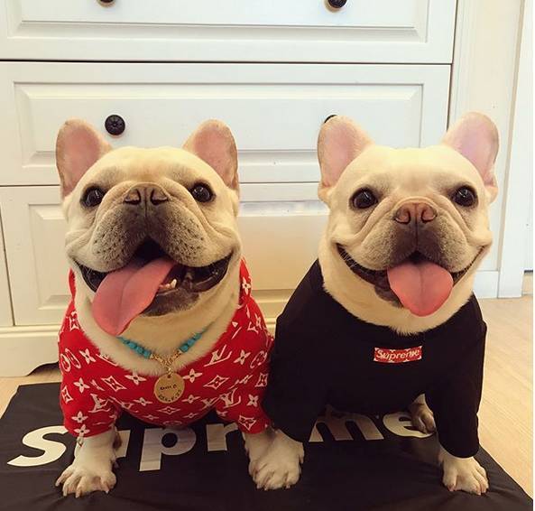 小型犬都容易得皮肤病吗,小型犬都有基因缺陷