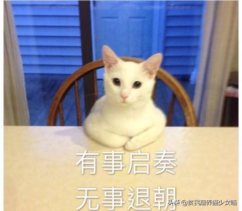 家中的猫咪很酷不理人，只要用对了方法，猫咪一叫就来