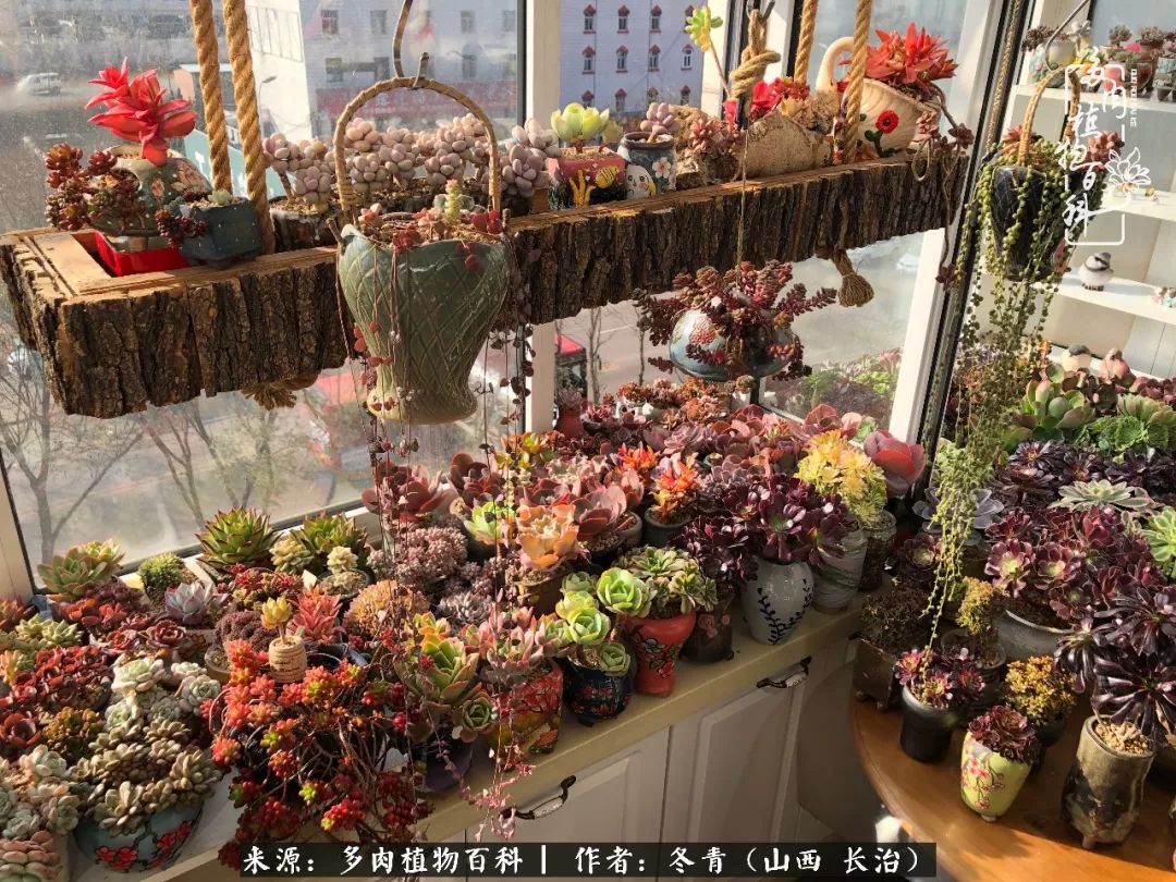 新手养多肉知道这4点打好基础,阳台上养多肉的正确方法