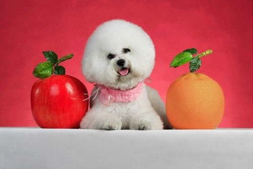 比熊犬有泪痕用什么泪痕液好使,解决比熊犬泪痕送你8个小妙招