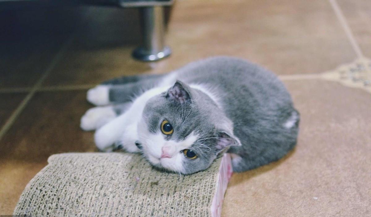 猫咪高冷不亲人,猫咪高冷不和你玩