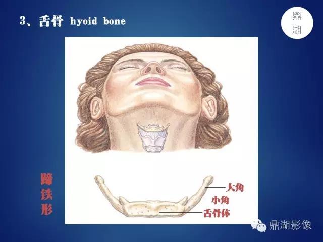 人体神经系统完整解剖图,超全神经系统解剖图近乎完美