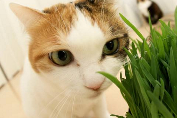 猫咪像打嗝一样一抽一抽的,猫咪有时候打嗝是什么情况