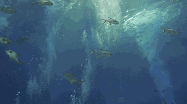 上九天揽月，下五洋捉鳖。看二孩老父亲如何带全家打卡亚特兰蒂斯