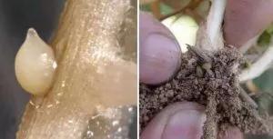 根结线虫病害及治疗方法,根结线虫危害全过程