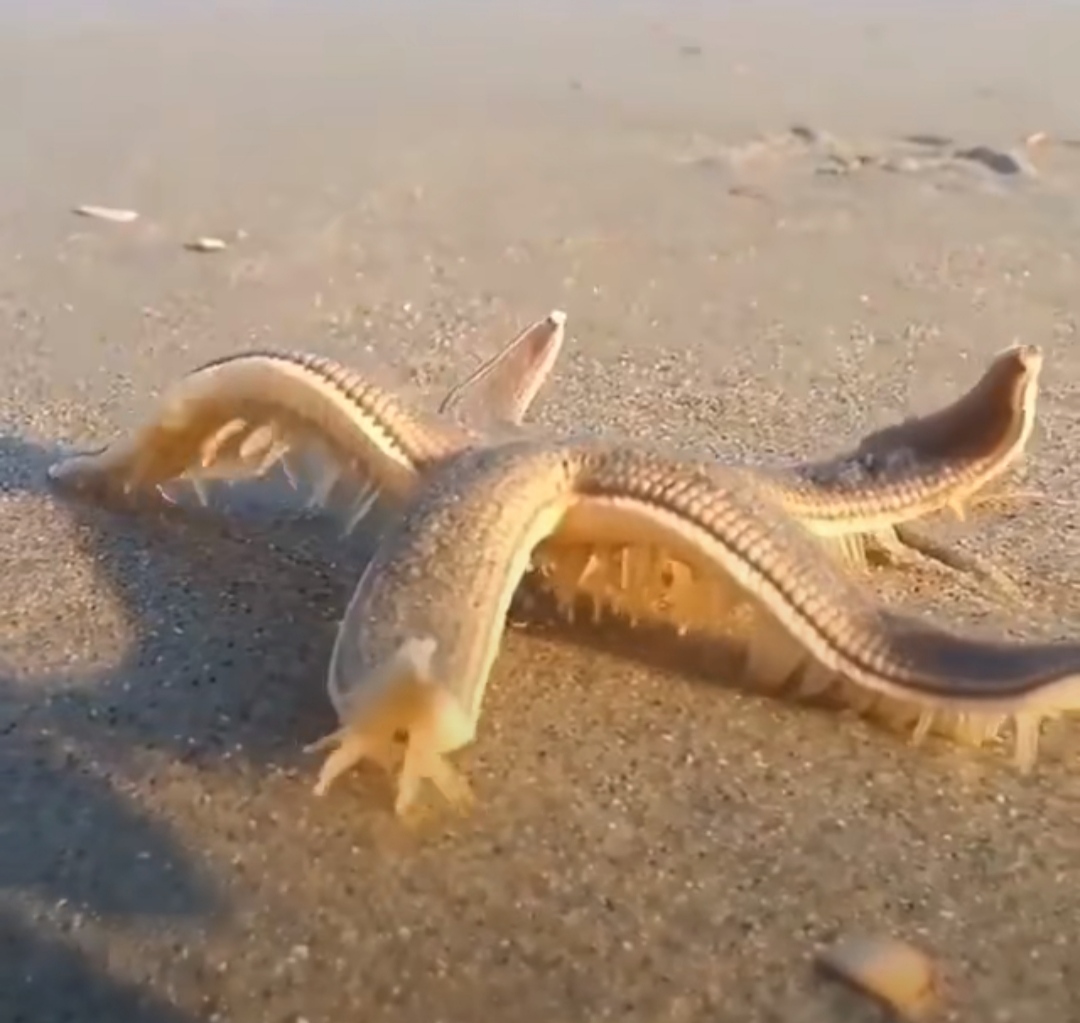 好看是好看但是感觉显黑,好看是好看难看是难看