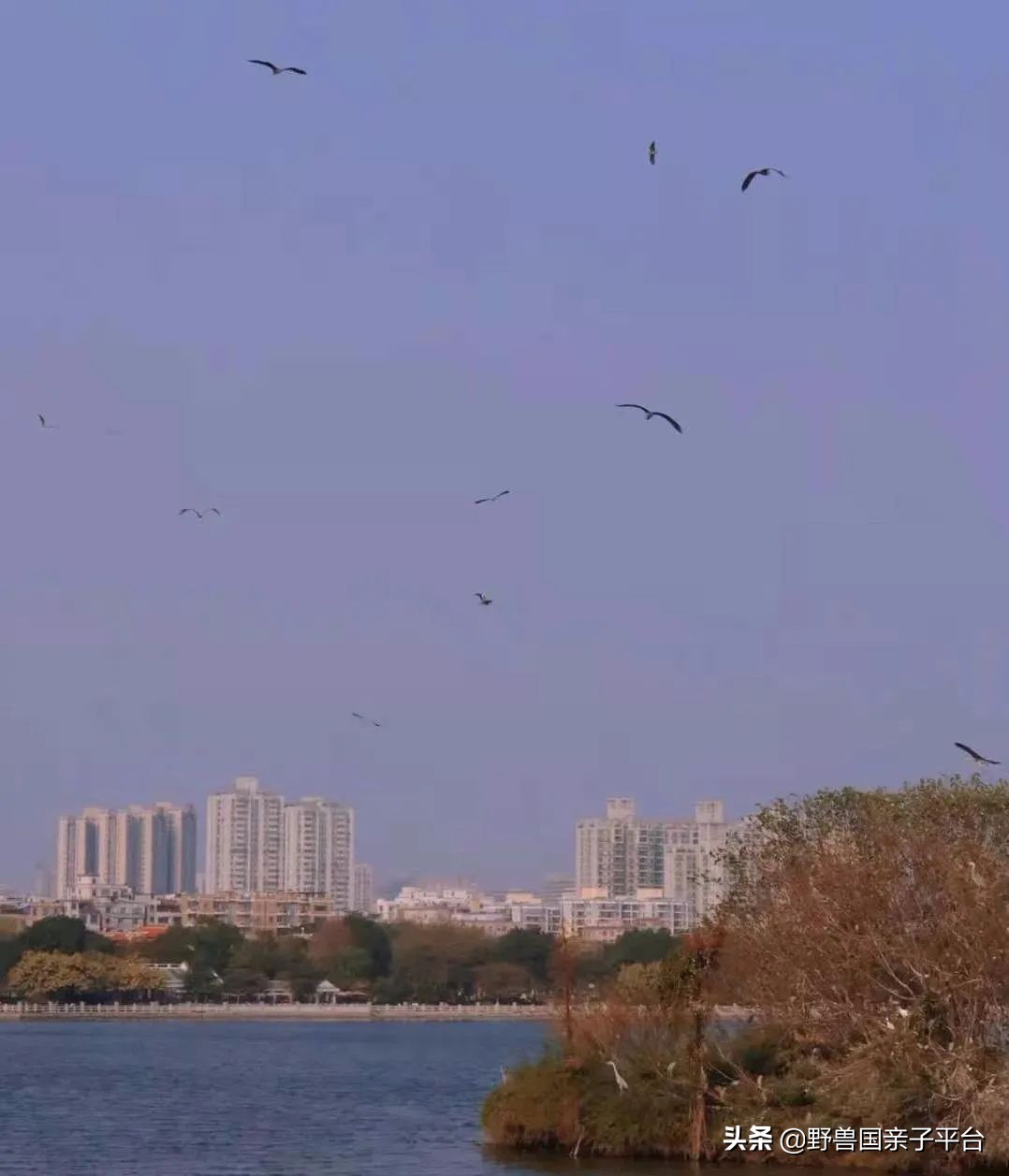 广州遛娃出游,广州遛娃3-4天攻略