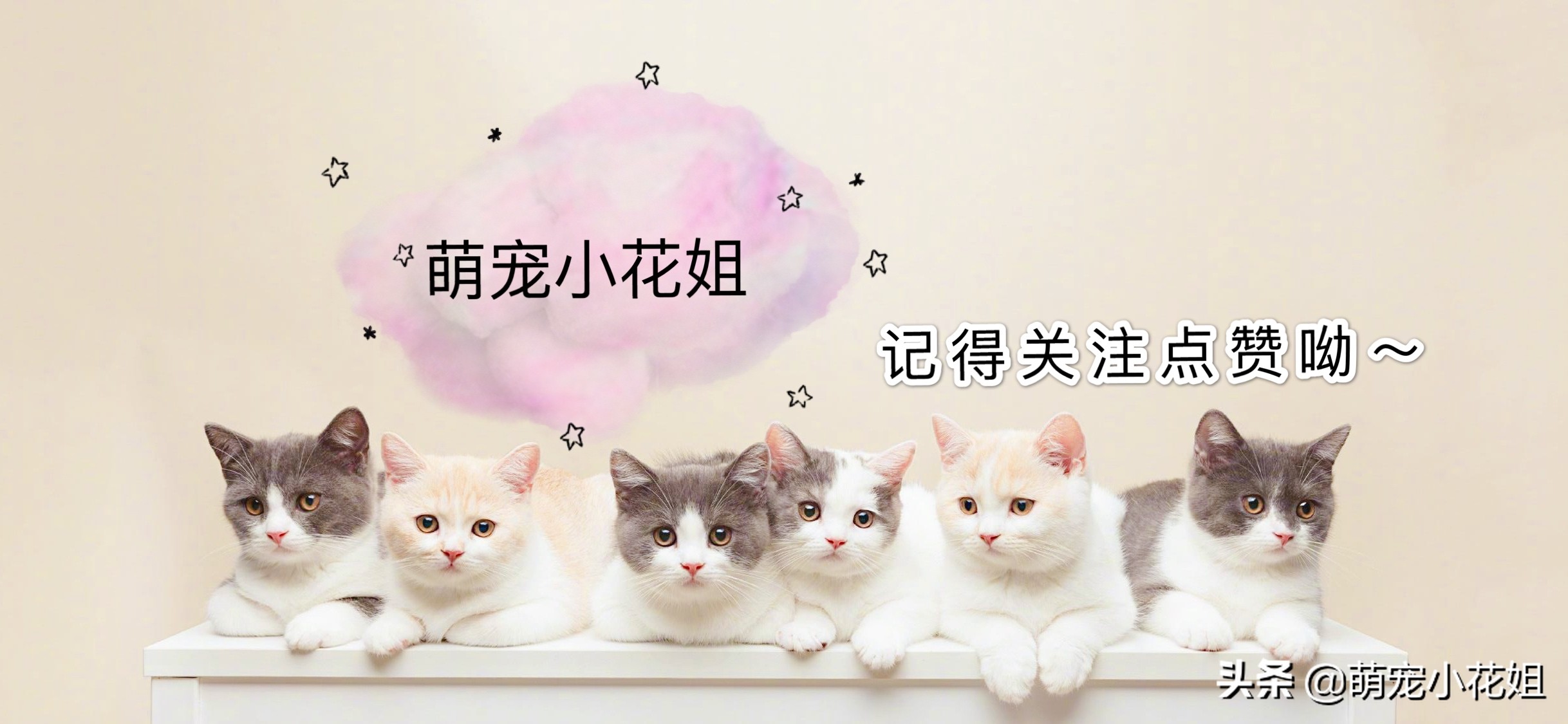 辟谣:和猫睡会感染弓形虫引起神经异常?正确认识弓形虫很重要