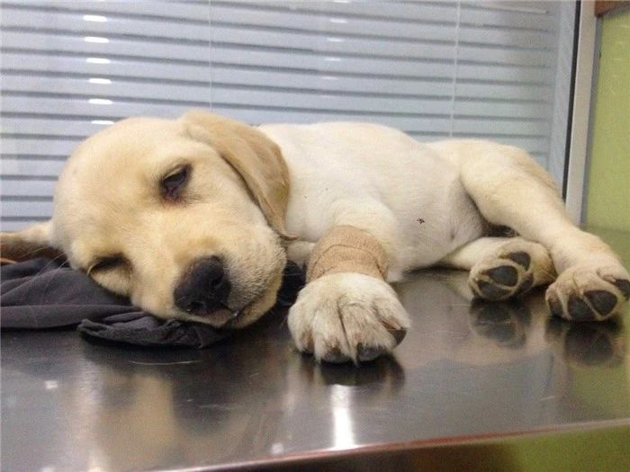 狗狗打完疫苗会有不良反应吗,狗狗打疫苗后不良反应多久能正常