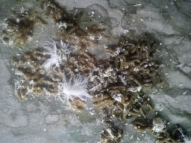 预防信鸽毛滴虫最好的方法,种鸽清理毛滴虫最佳时间