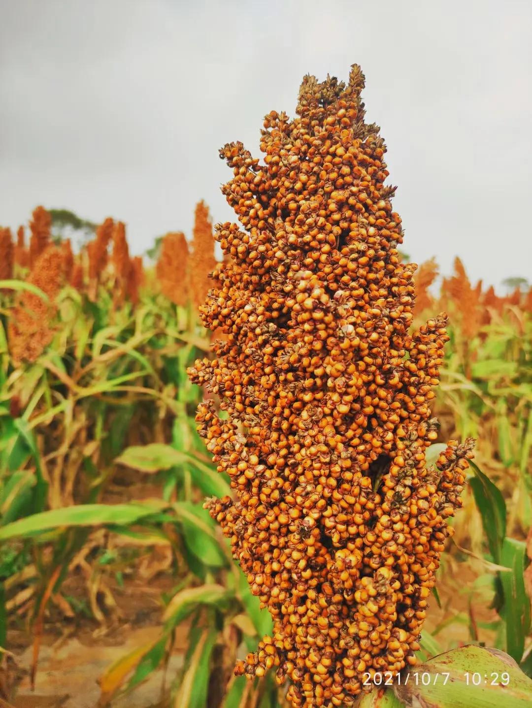 新视野大学英语第一册课文长难句,新视野大学英语1第三版课文音频